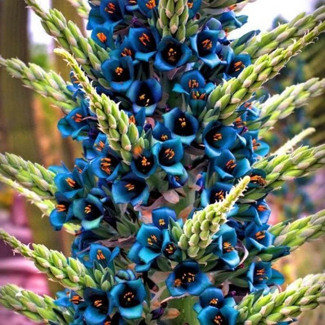Violet Sapphire flower seeds