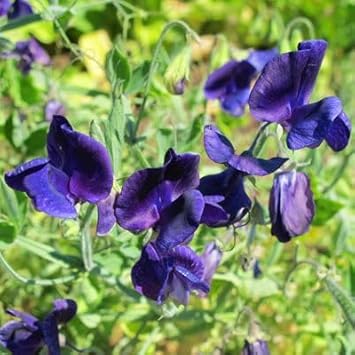Violet Sweet flower seeds