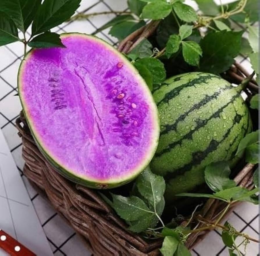 Violet Watermelon fruit growing on healthy trailing vines in a sunny home garden