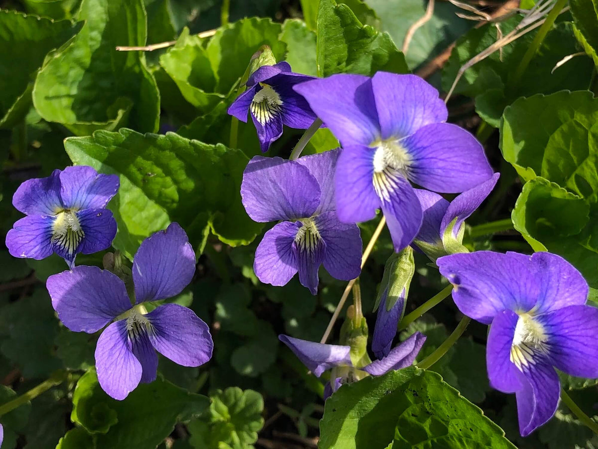 Purple Violet plant