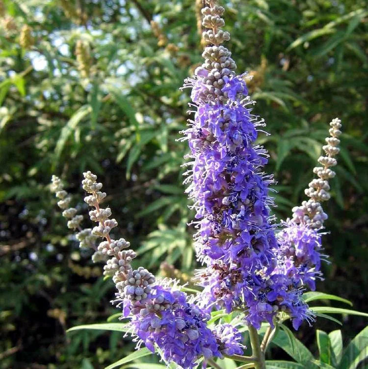 Chasteberry flower seeds