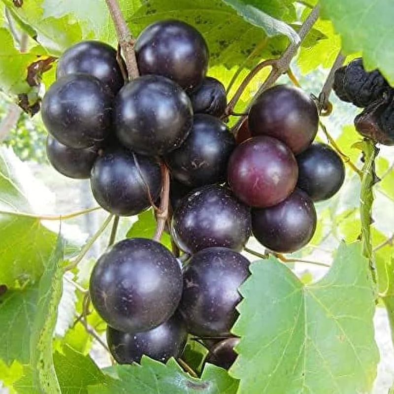 Muscadine Vitis rotundifolia Grape Seeds for Planting – Heirloom Muscadine Vine Seeds