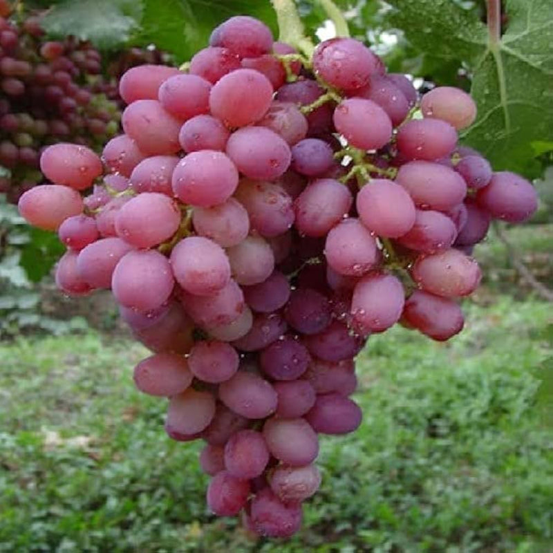 Giant Red Globe Grape Fruit Seeds for Planting – Heirloom Non-GMO Garden Seeds