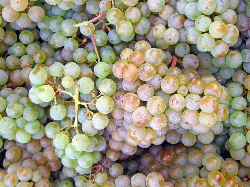 Wine Grape Vitis vinifera Fruit Seeds for Planting – Heirloom Non-GMO Garden Seeds