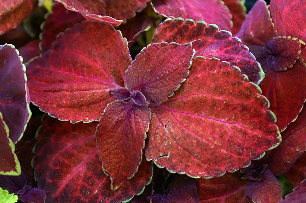 Volcano Coleus flower seeds