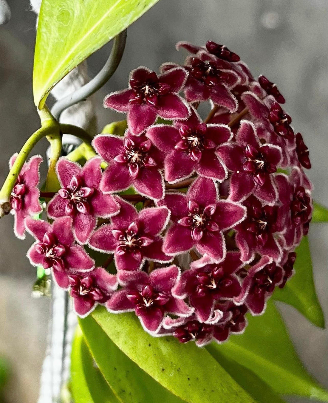 Red Carnosa flower seeds