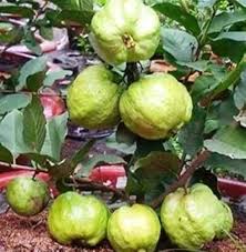 Waiakea Guava Fruit Seeds for Planting with tropical guava tree foliage and aromatic ripe fruits in a sunny home orchard