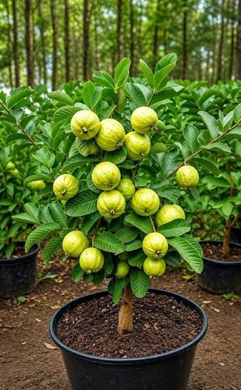 Waiakea Guava Fruit Seeds for Planting with tropical guava tree foliage and aromatic ripe fruits in a sunny home orchard
