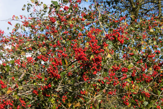 Washington Hawthorn Tree Seeds for Planting – Heirloom Non-GMO Garden Seeds