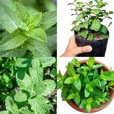 Water Mint Growing in Moist Garden Border