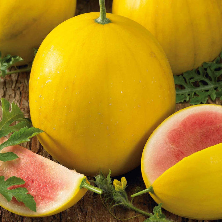 golden midget watermelon seeds