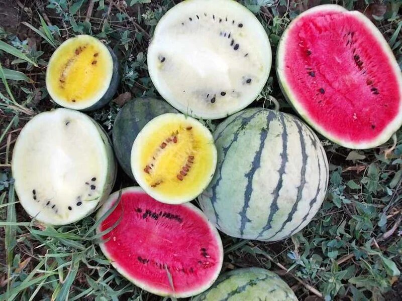 Mixed watermelon fruit seeds for planting and colorful watermelon varieties in a home garden