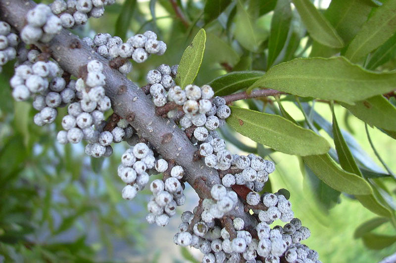 Green Wax Myrtle Seeds for Planting – Heirloom Non-GMO Garden Seeds