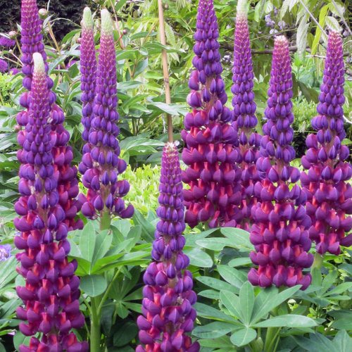 Violet And flower seeds