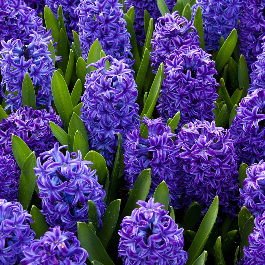 Hyacinthus Orientalis flower seeds