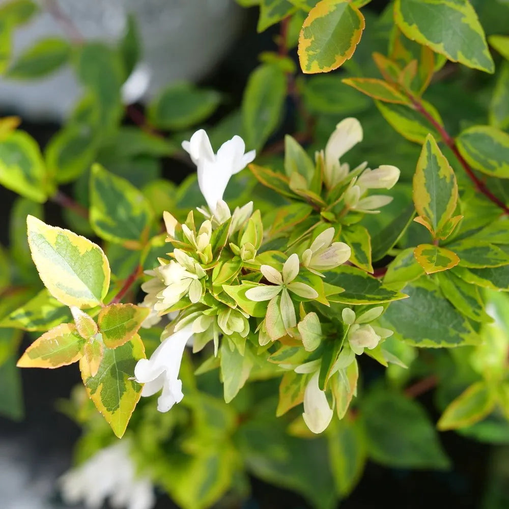 White Abelia flower seeds