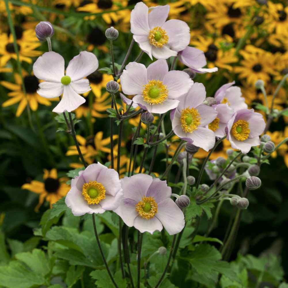 White Anemone flower seeds