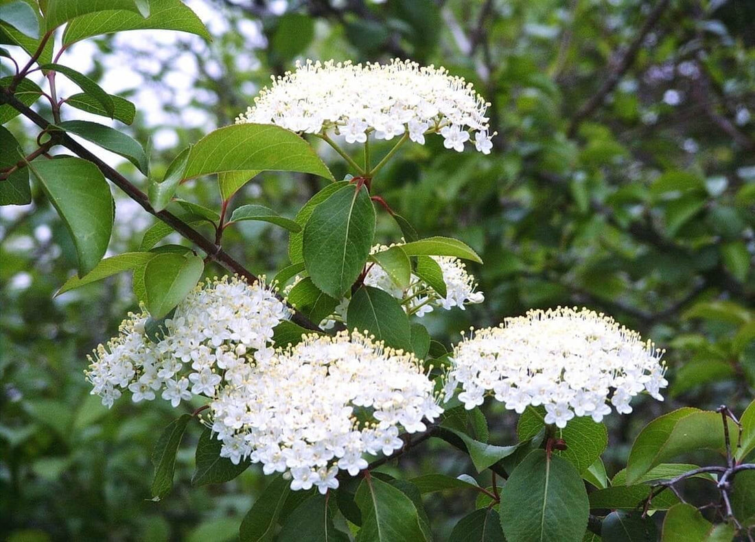 White Arrowwood Growing in Cottage Garden Border