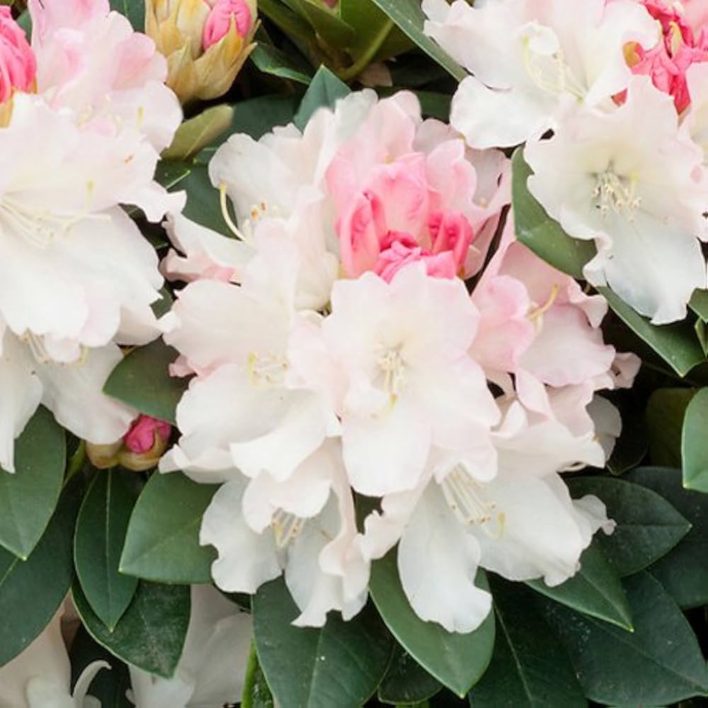 White Azalea flower seeds
