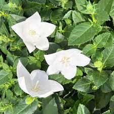 White Balloon Flowers with Star Shaped Blooms