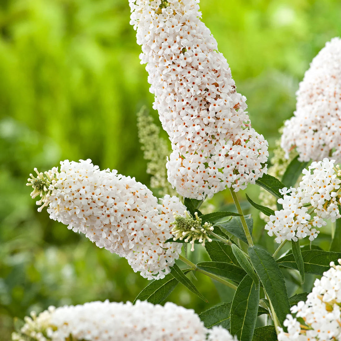 White Buddleia flower seeds