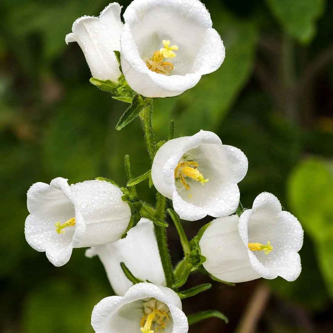 White Canterbury flower seeds