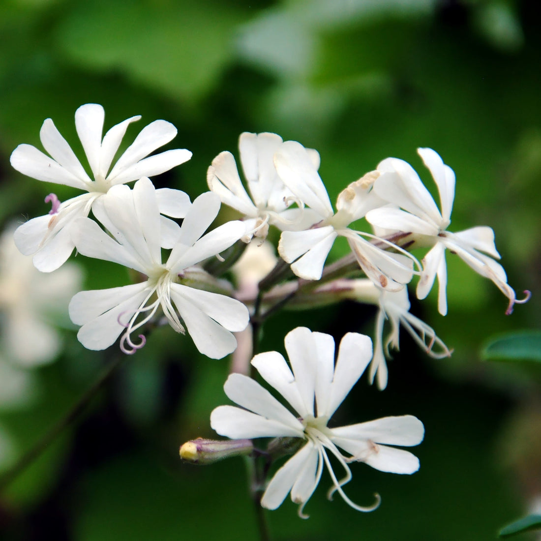 White Catchfly flower seeds