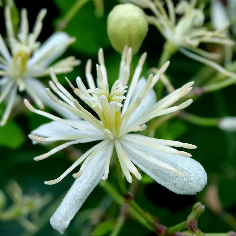 White Clematis flower seeds