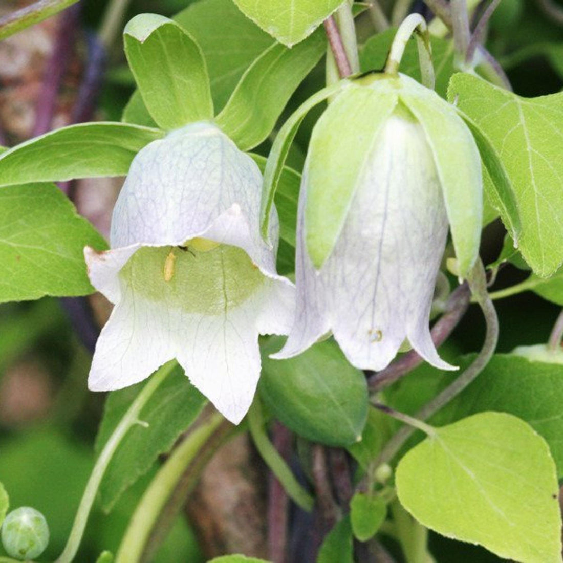 White Codonopsis flower seeds