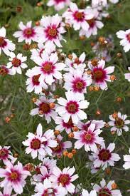 White Coreopsis Growing in Sunny Flower Border