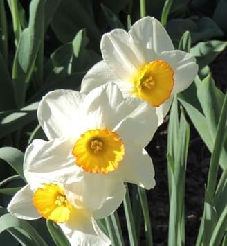 White Daffodil flower seeds