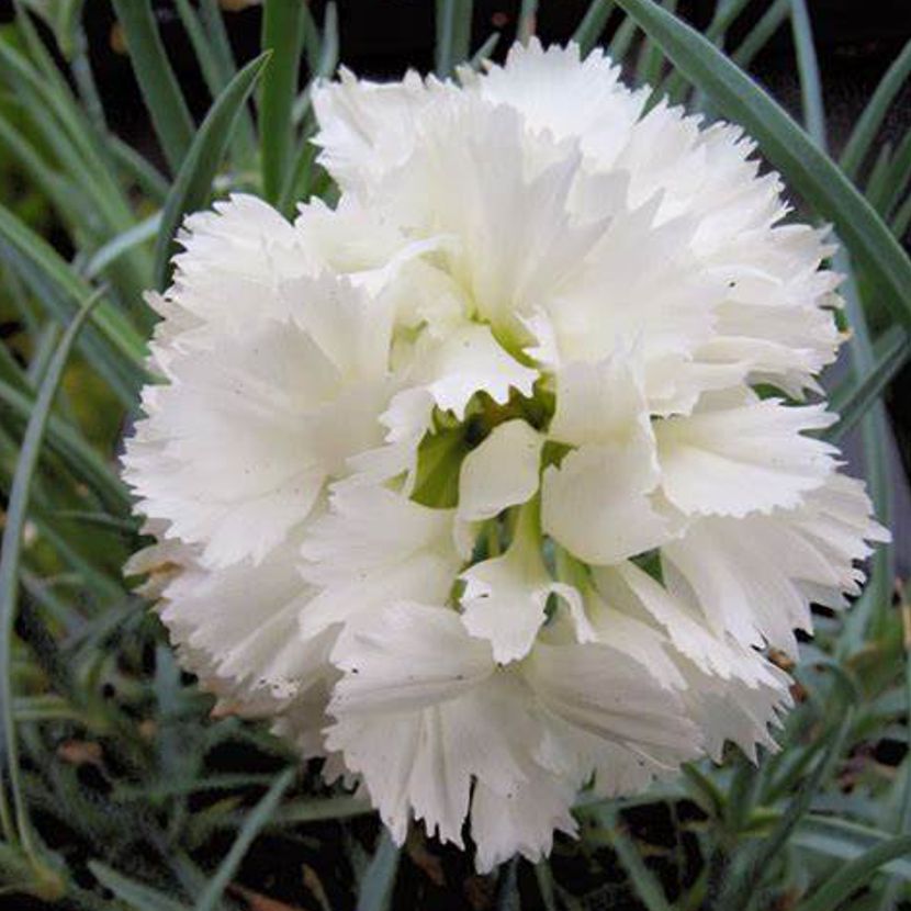 White Dianthus flower seeds