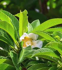 Dillenia Plant Growing in Tropical Garden