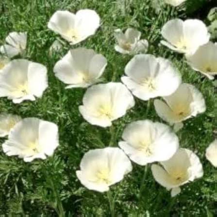 White Eschscholzia California Poppy Flower Seeds for Planting