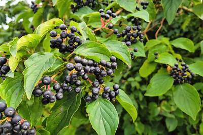 Black Chokeberry Fruit Seeds for Planting – Heirloom Non-GMO Garden Seeds