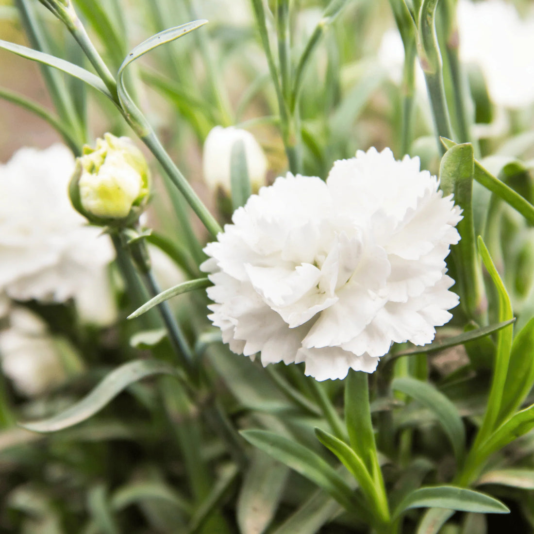White Carnations flower seeds