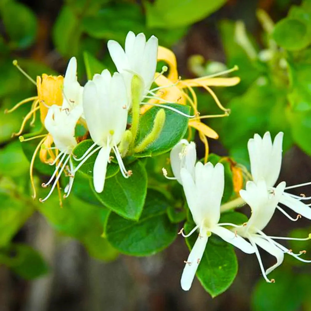 White Lonicera flower seeds