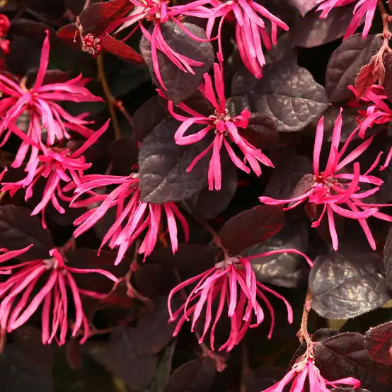White Loropetalum flower seeds
