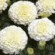 White Marigold Flower Plant with Green Foliage