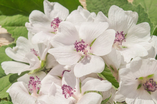 White Marshmallow Flower Seeds for Planting – Heirloom Non-GMO Garden Seeds