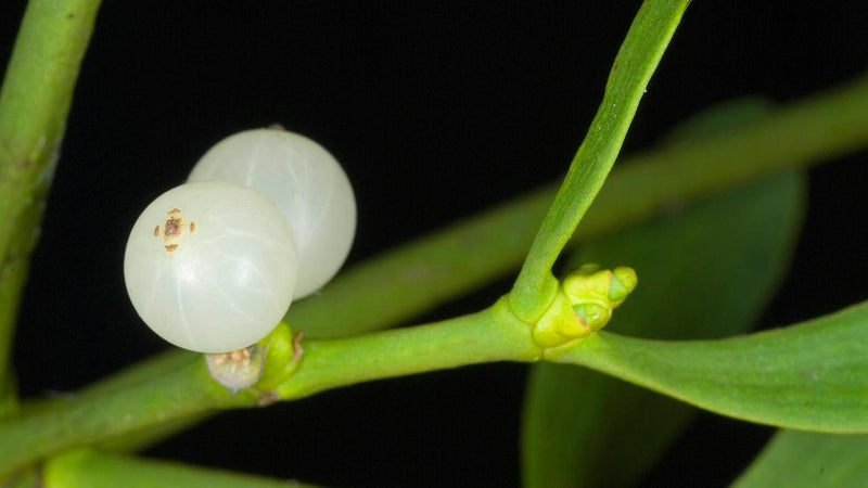 White Mistletoe Plant Seeds for Planting – Heirloom Non-GMO Garden Seeds