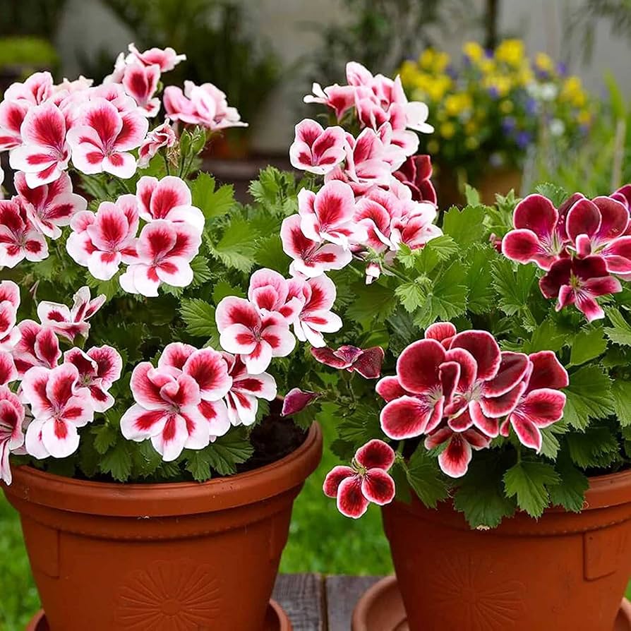 White Geranium flower seeds