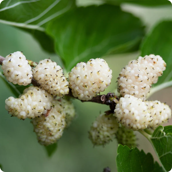 white mulberry seeds