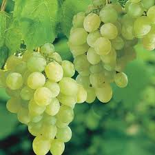 White Muscat Grape Fruit Seeds for Planting – Garden Grape Seeds