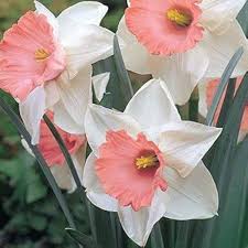 Pink White Narcissus Flowers for Cut Flower Arrangements