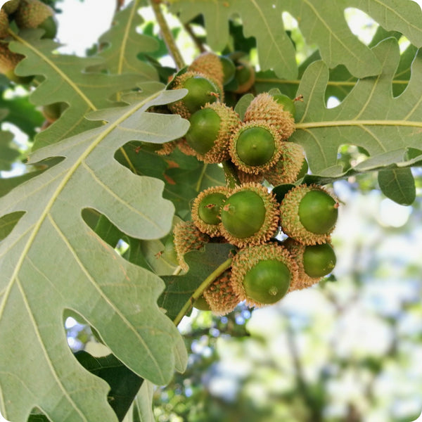 white oak tree seeds