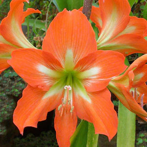 White Orange flower seeds