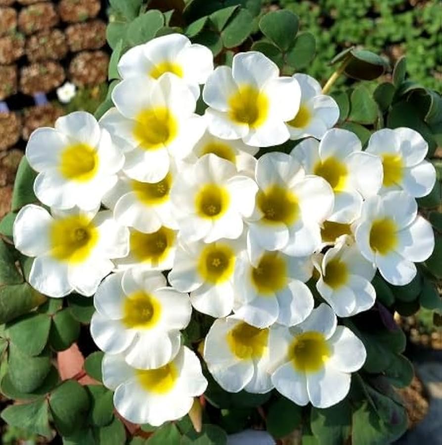 White Oxalis flower seeds