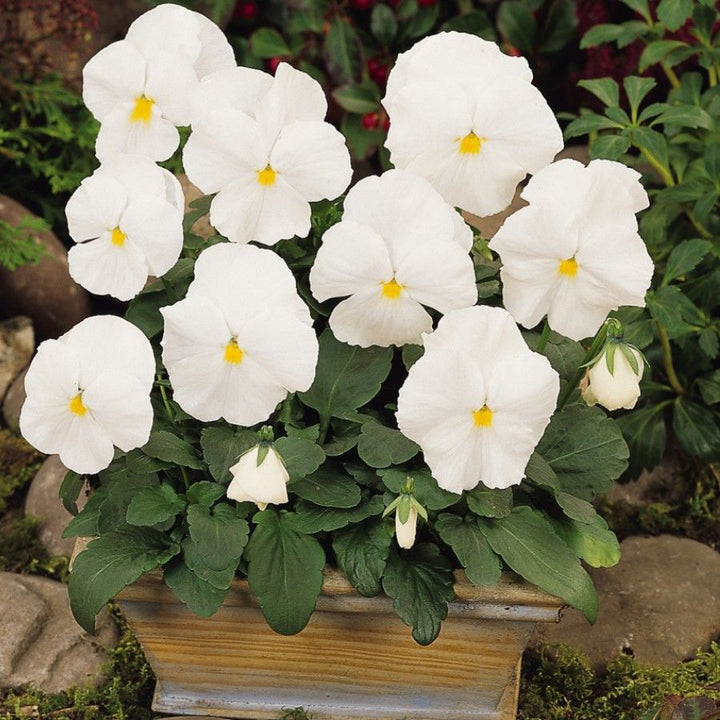 White pansy flowers growing in a garden with lush green foliage