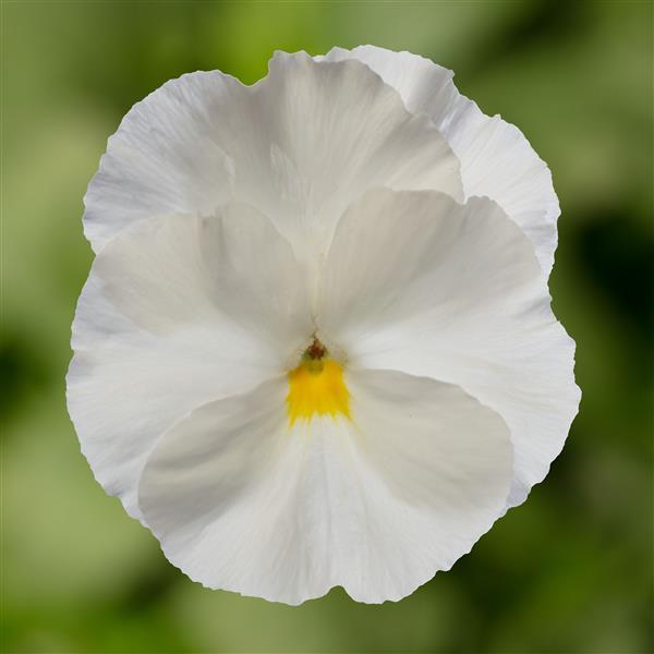 White pansy flowers growing in a garden with lush green foliage